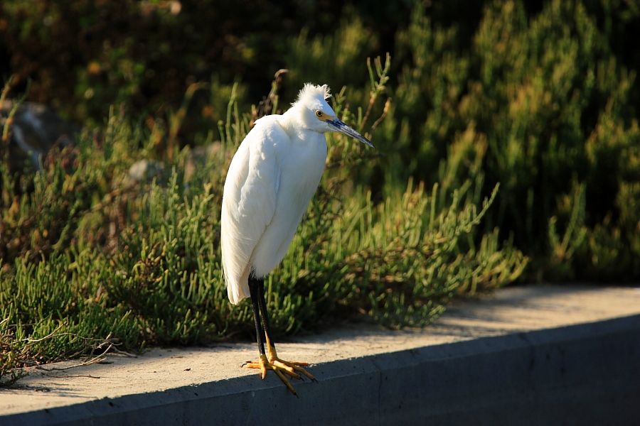 IMAGE: http://i1109.photobucket.com/albums/h433/shutter_dreams/1Dii/JB2I0512_zpsc1f70bcb.jpg