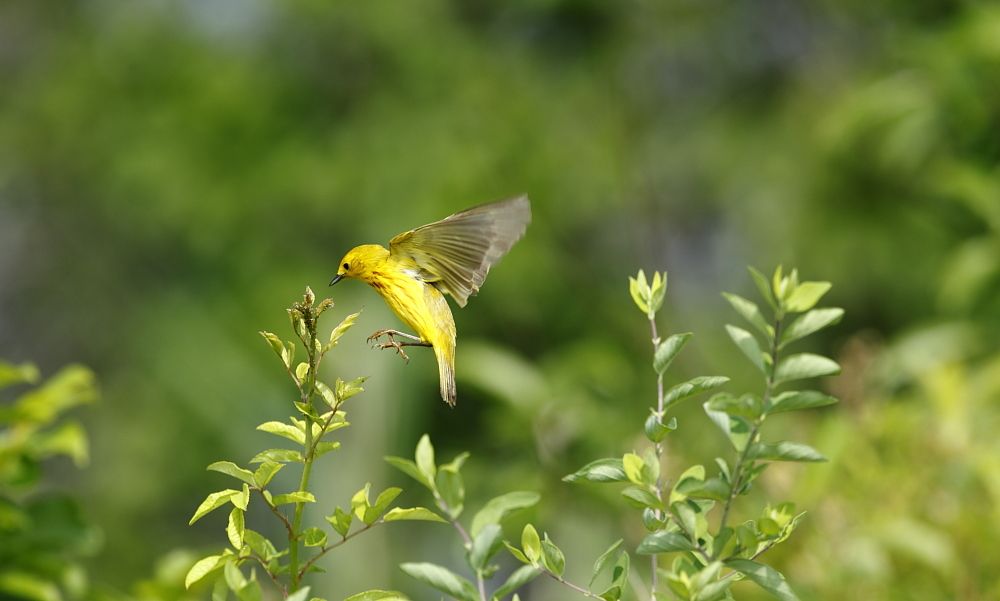 IMAGE: http://i1109.photobucket.com/albums/h433/shutter_dreams/1Div/MKO_6006c_zps99d273d9.jpg