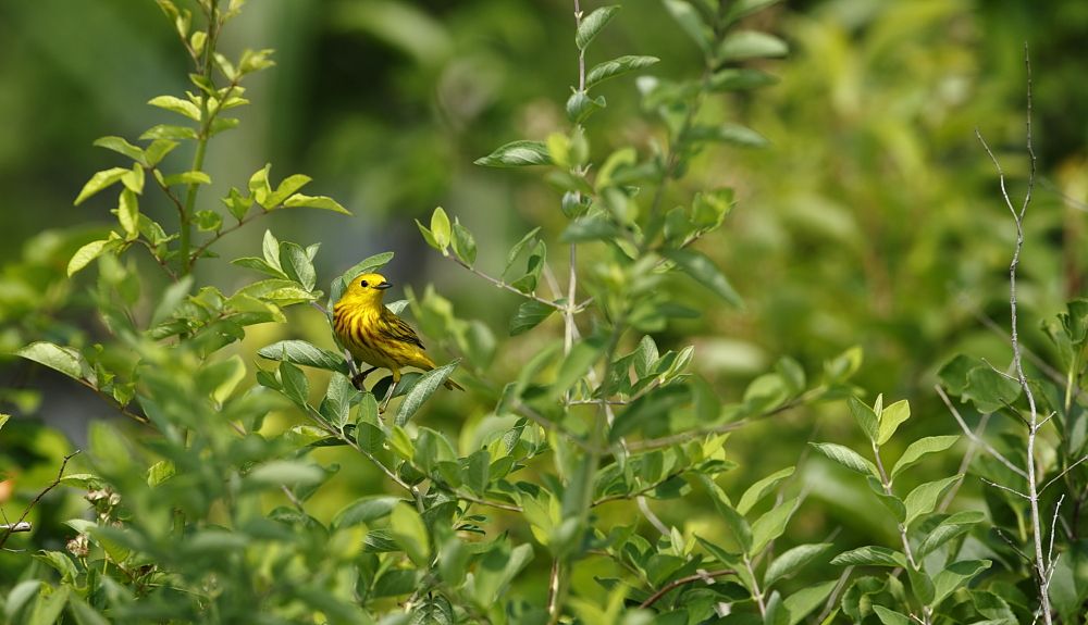 IMAGE: http://i1109.photobucket.com/albums/h433/shutter_dreams/1Div/MKO_6010_zps0df3d618.jpg