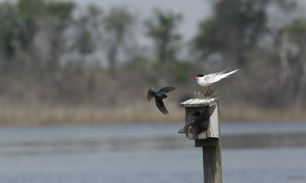 IMAGE: http://i1109.photobucket.com/albums/h433/shutter_dreams/1Div/MKO_6078_zps6f2a5fb4.jpg