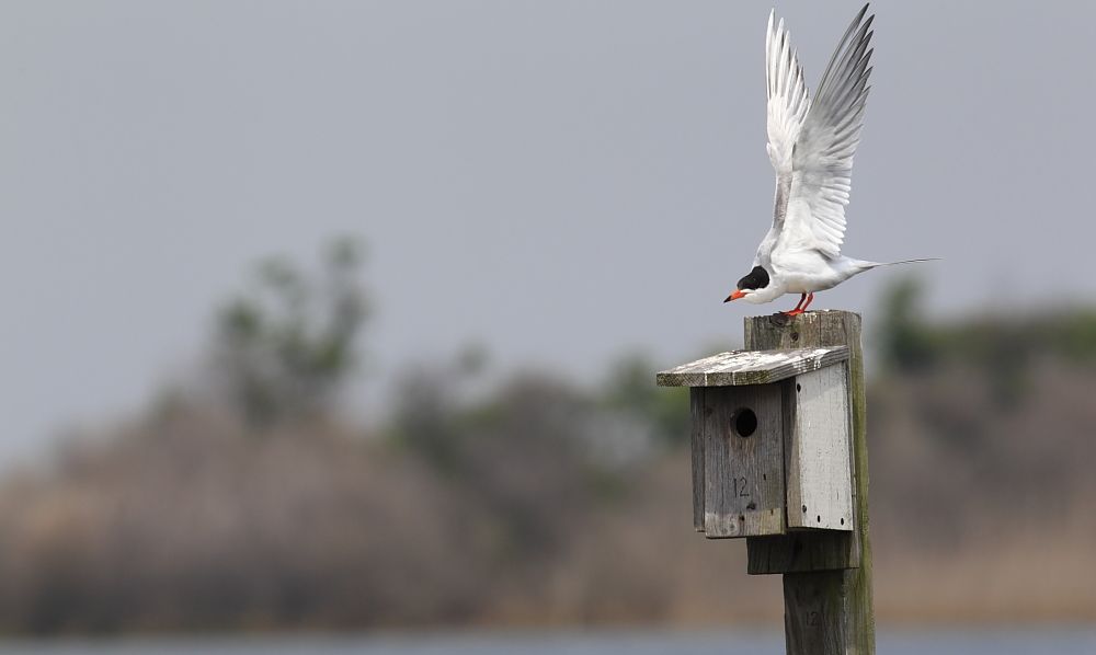 IMAGE: http://i1109.photobucket.com/albums/h433/shutter_dreams/1Div/MKO_6090_zps21dd4d0f.jpg