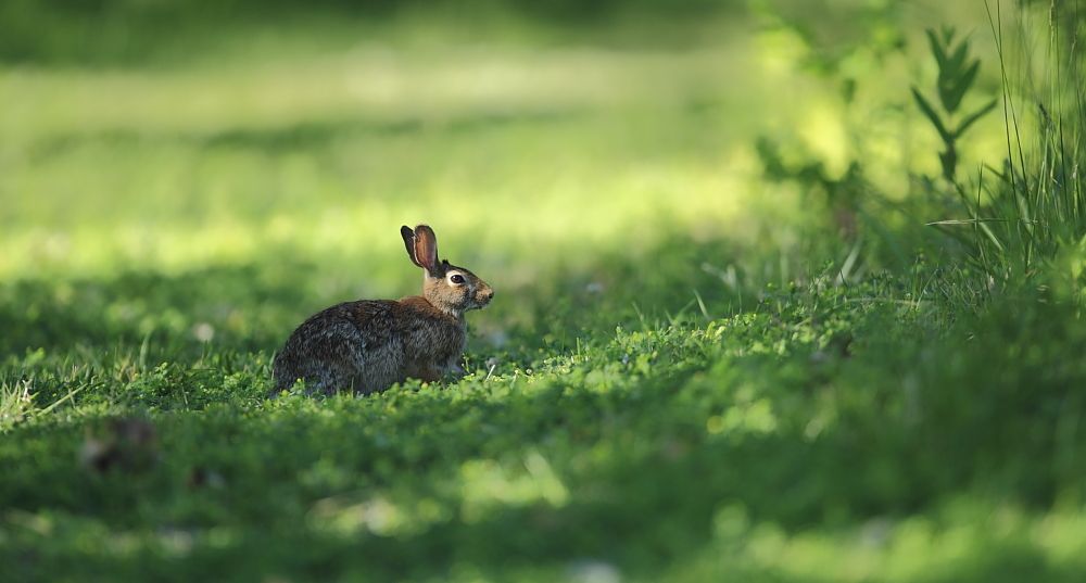 IMAGE: http://i1109.photobucket.com/albums/h433/shutter_dreams/1Div/MKO_6137_zpsbd83c41f.jpg