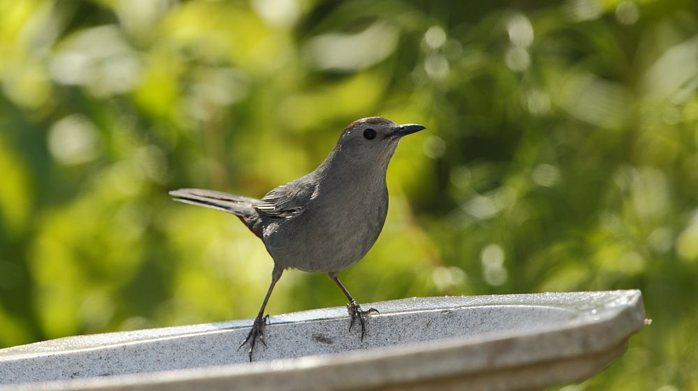 IMAGE: http://i1109.photobucket.com/albums/h433/shutter_dreams/1Div/MKO_6348_zps3c05c1c7.jpg