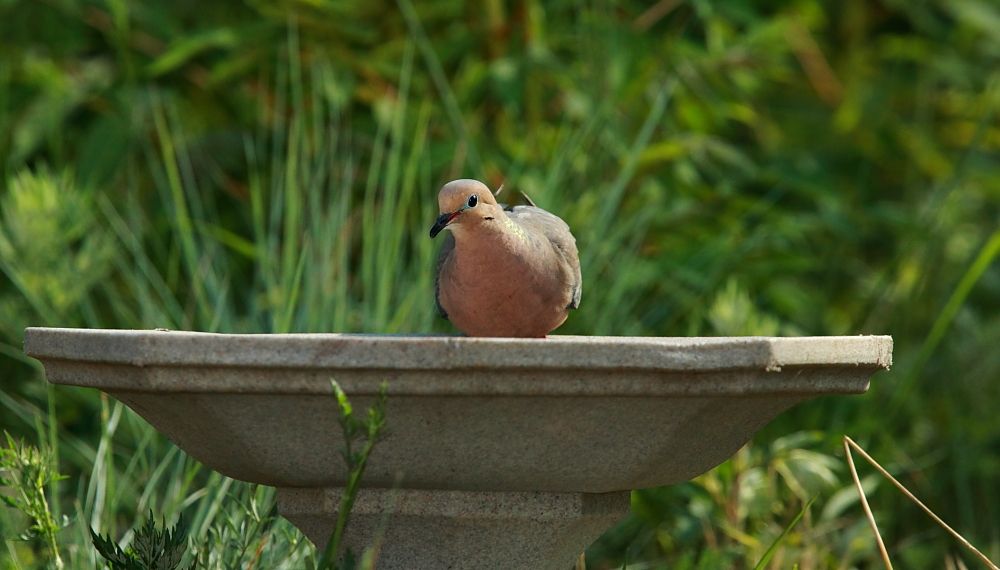 IMAGE: http://i1109.photobucket.com/albums/h433/shutter_dreams/1Div/MKO_6414c_zps2d11362d.jpg