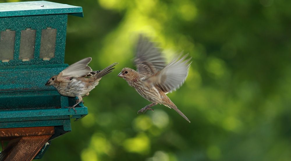 IMAGE: http://i1109.photobucket.com/albums/h433/shutter_dreams/1Div/MKO_6438_zps735d5faf.jpg