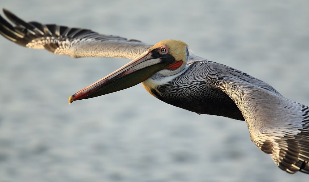 IMAGE: http://i1109.photobucket.com/albums/h433/shutter_dreams/1Div/MKO_8183_zpsb47b1b66.jpg