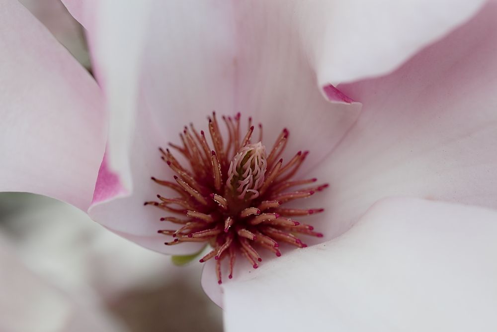 IMAGE: http://i1109.photobucket.com/albums/h433/shutter_dreams/mkii/IMG_03582.jpg