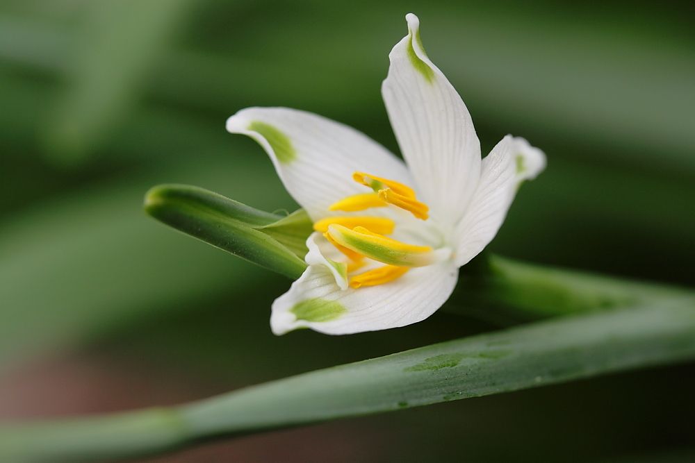 IMAGE: http://i1109.photobucket.com/albums/h433/shutter_dreams/mkii/IMG_03722.jpg