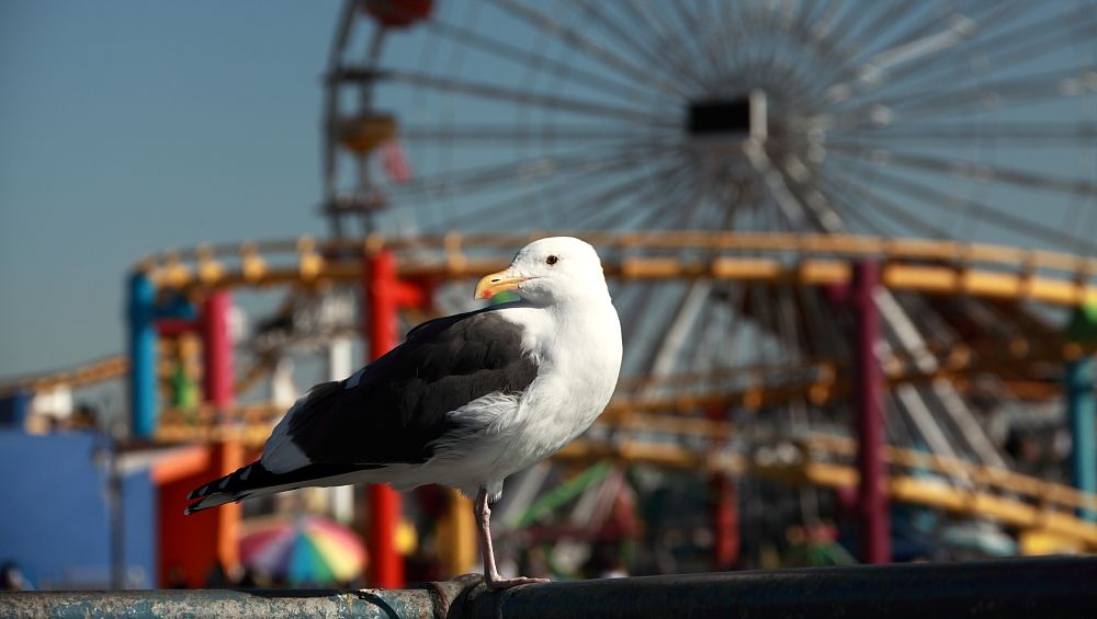 IMAGE: http://i1109.photobucket.com/albums/h433/shutter_dreams/mkii/IMG_9209_zps58eefaa3.jpg