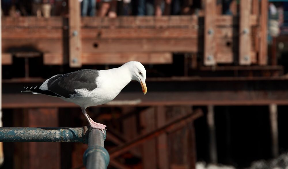 IMAGE: http://i1109.photobucket.com/albums/h433/shutter_dreams/mkii/IMG_9232_zps33b79e60.jpg