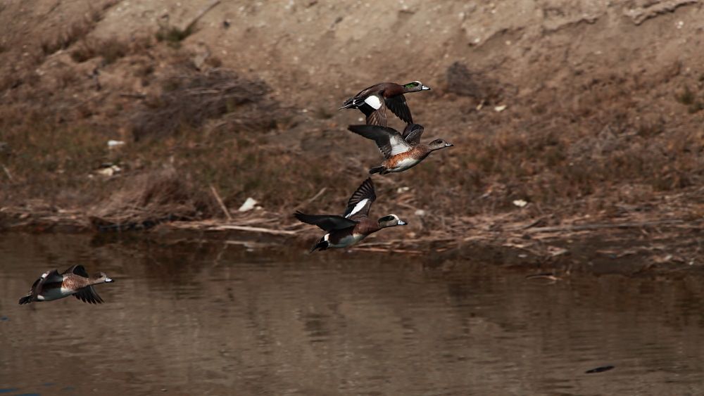 IMAGE: http://i1109.photobucket.com/albums/h433/shutter_dreams/mkii/IMG_9345_zps8dadf93c.jpg