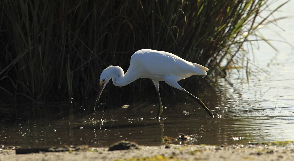 IMAGE: http://i1109.photobucket.com/albums/h433/shutter_dreams/mkii/IMG_9777_zpsb497778b.jpg