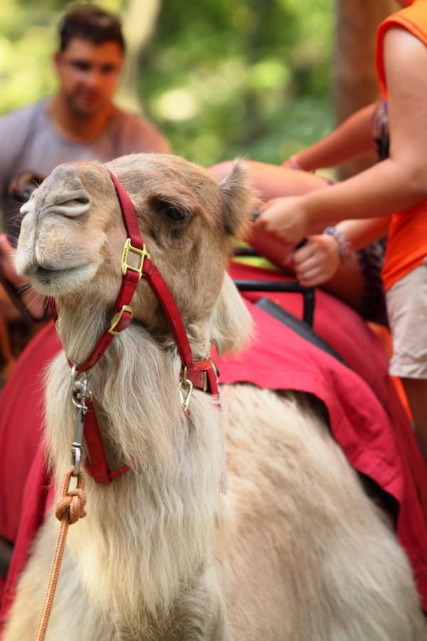 IMAGE: http://i1109.photobucket.com/albums/h433/shutter_dreams/museum/IMG_1194-1.jpg