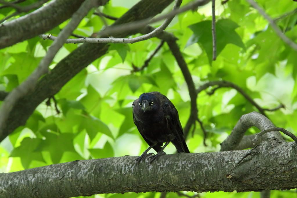 IMAGE: http://i1109.photobucket.com/albums/h433/shutter_dreams/museum/IMG_2556.jpg