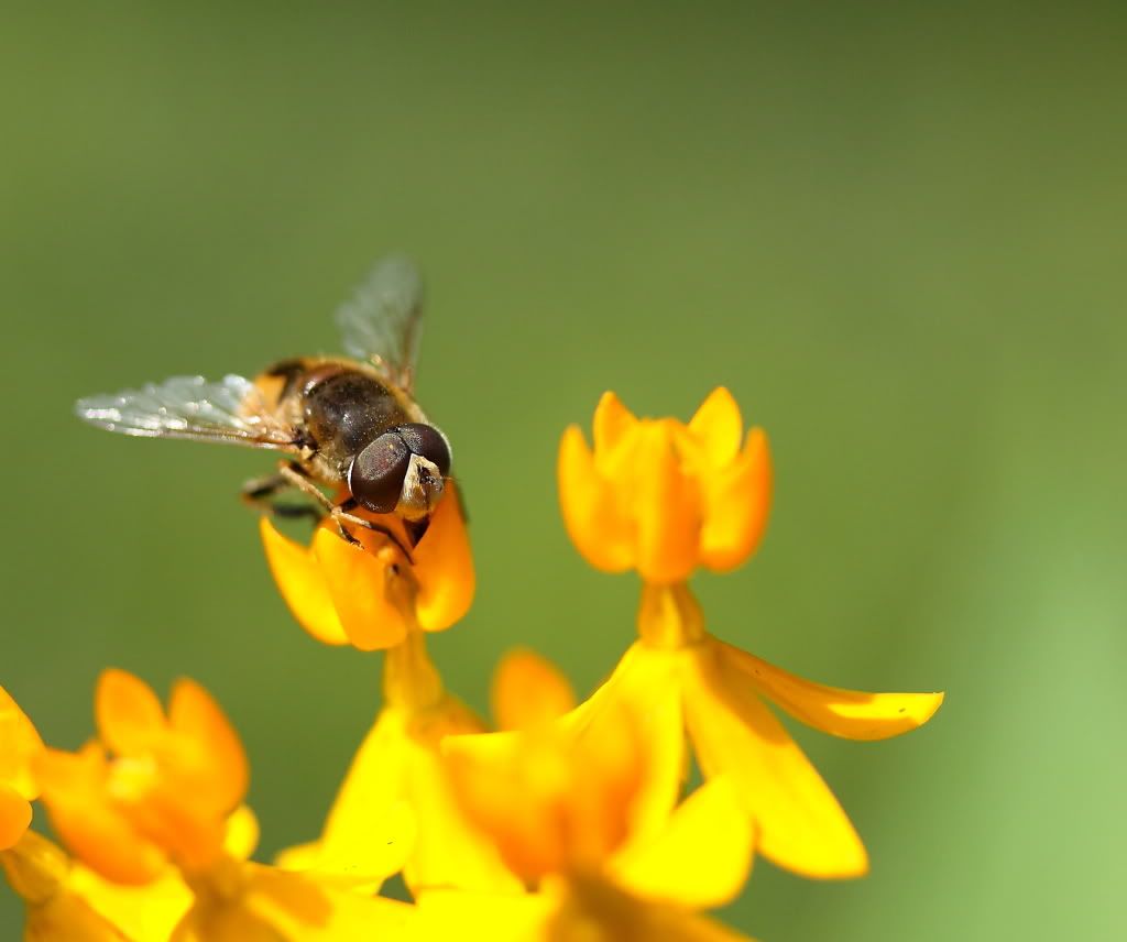 IMAGE: http://i1109.photobucket.com/albums/h433/shutter_dreams/museum/IMG_3046.jpg