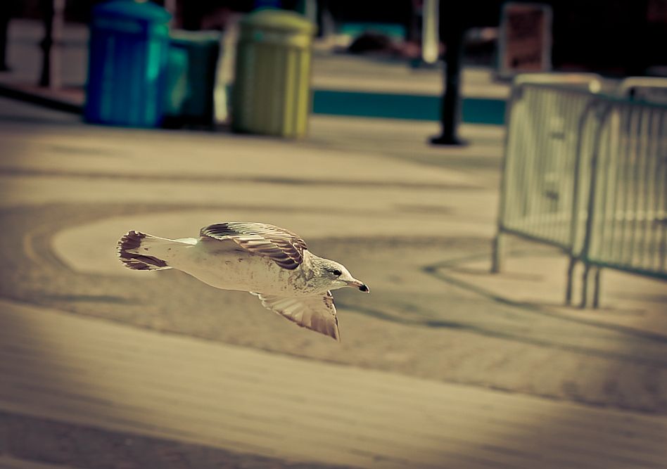 IMAGE: http://i1109.photobucket.com/albums/h433/shutter_dreams/museum/IMG_9210a-3.jpg