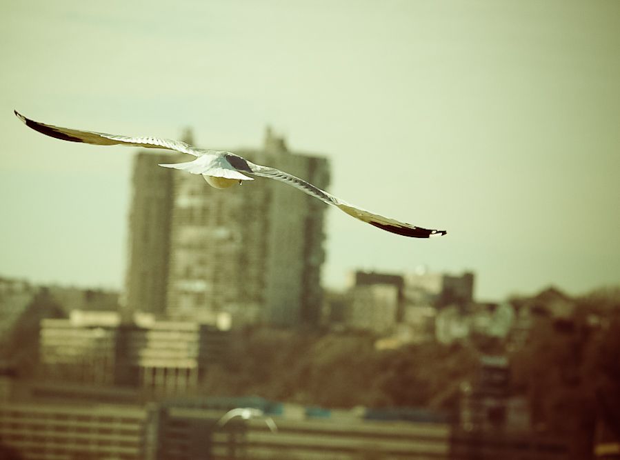 IMAGE: http://i1109.photobucket.com/albums/h433/shutter_dreams/museum/IMG_9279a-3.jpg