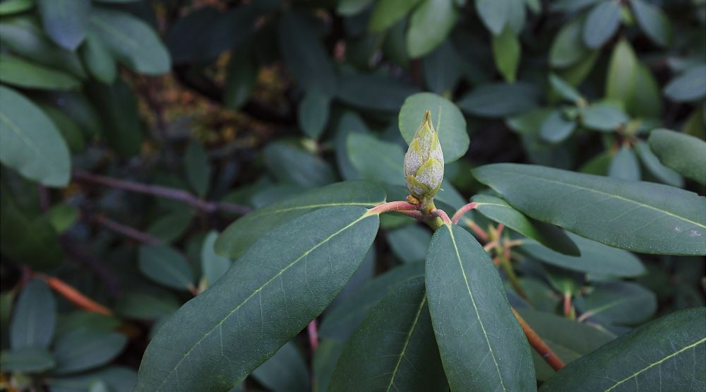 IMAGE: http://i1109.photobucket.com/albums/h433/shutter_dreams/x100s/DSCF5111_zpsf7a52cf5.jpg