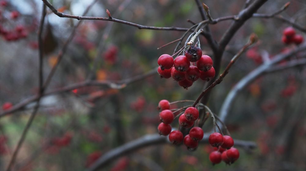 IMAGE: http://i1109.photobucket.com/albums/h433/shutter_dreams/x100s/DSCF5114_zpsee1573f5.jpg