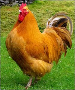 _44872950_cockerel.jpg