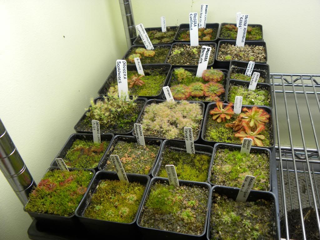 Terraforums Venus Flytrap Nepenthes Drosera And More Talk terraforums venus flytrap nepenthes drosera and more talk