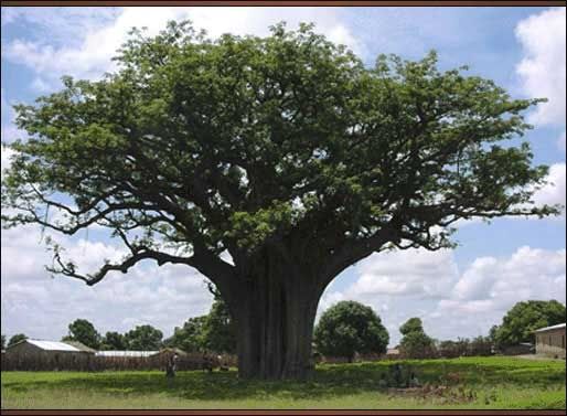 Shae Tree Pictures, Images and Photos