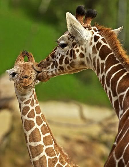 cute_funny_animals_44.jpg