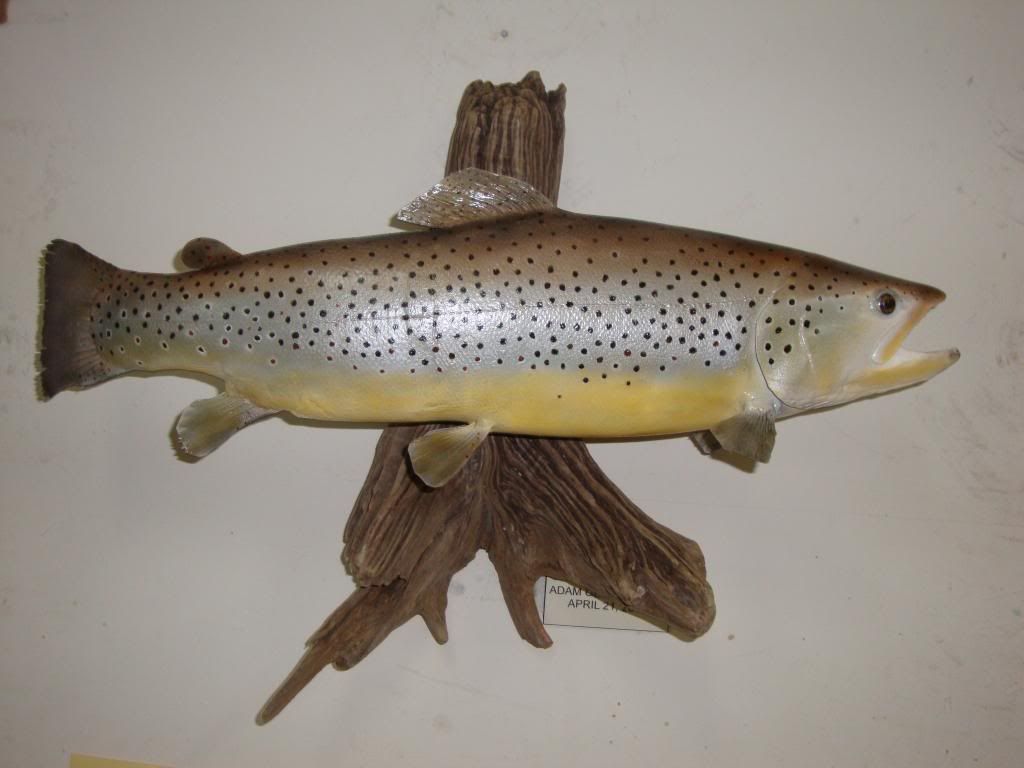 5.8lb brown trout New Jersey Hunters
