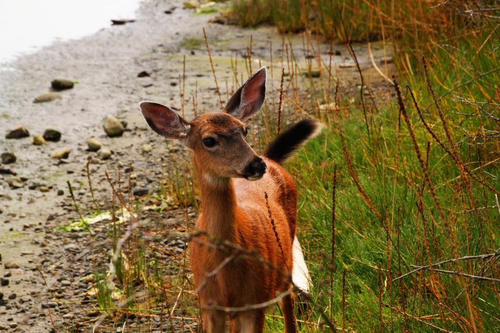 IMAGE: http://i1109.photobucket.com/albums/h440/asherjimmy/SS13_zpsed7c746c.jpg