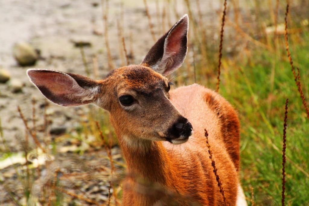 IMAGE: http://i1109.photobucket.com/albums/h440/asherjimmy/SS15_zpsb80ac3f2.jpg