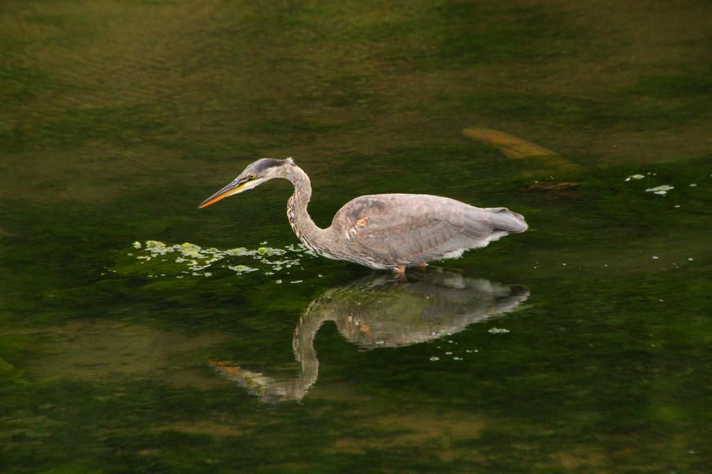 IMAGE: http://i1109.photobucket.com/albums/h440/asherjimmy/SS22_zps84aa8ef1.jpg