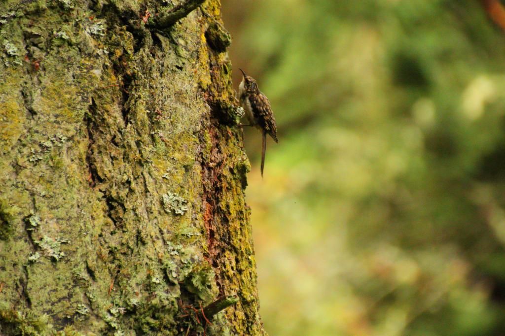 IMAGE: http://i1109.photobucket.com/albums/h440/asherjimmy/SS24_zps6e946c6c.jpg