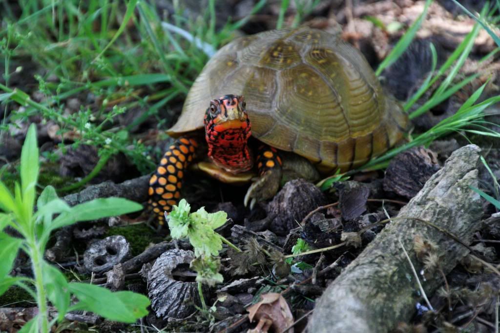 IMAGE: http://i1109.photobucket.com/albums/h440/asherjimmy/Turtle%20Rescue/Turtle1_zpsc1ae94a7.jpg