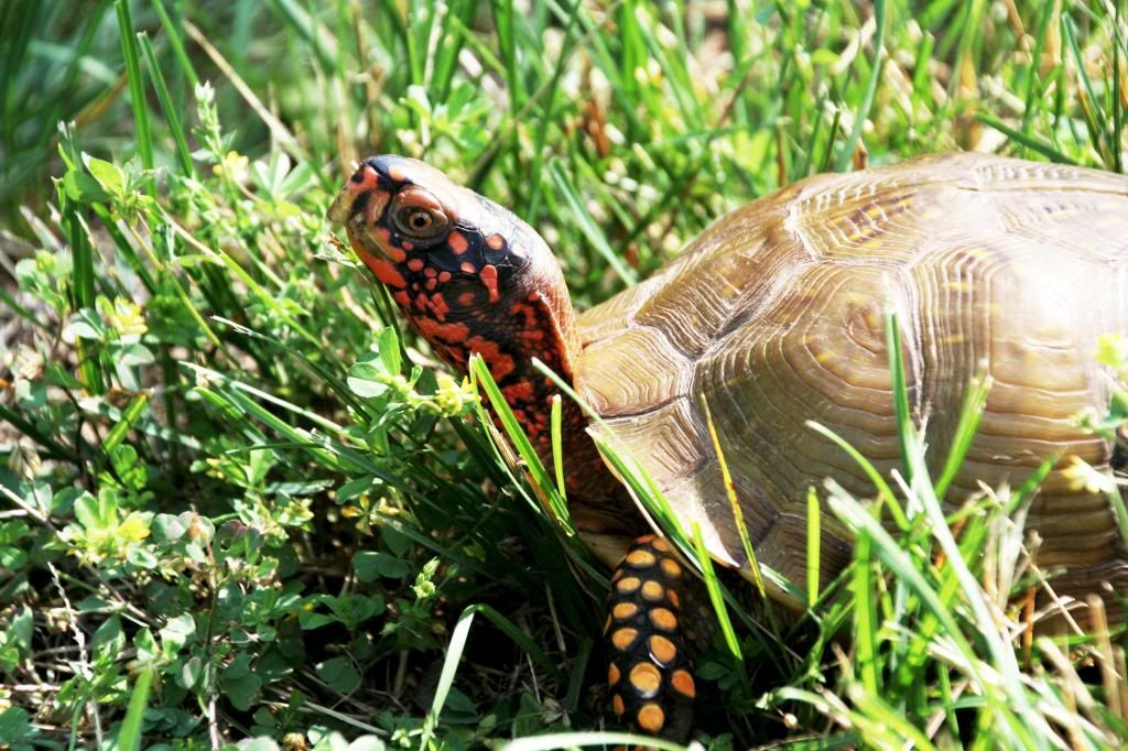 IMAGE: http://i1109.photobucket.com/albums/h440/asherjimmy/Turtle%20Rescue/Turtle3_zpsec088273.jpg