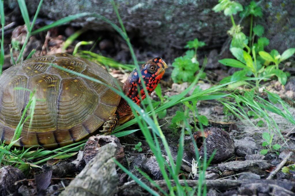 IMAGE: http://i1109.photobucket.com/albums/h440/asherjimmy/Turtle%20Rescue/Turtle5_zps5d435945.jpg