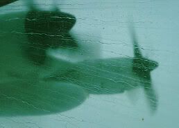 rain.jpg?t=1304034071