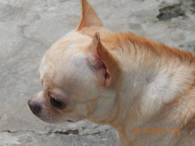 Cung cấp và phối giống Chihuahua. - 17