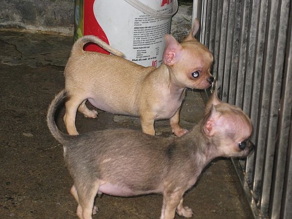 Cung cấp và phối giống Chihuahua. - 2