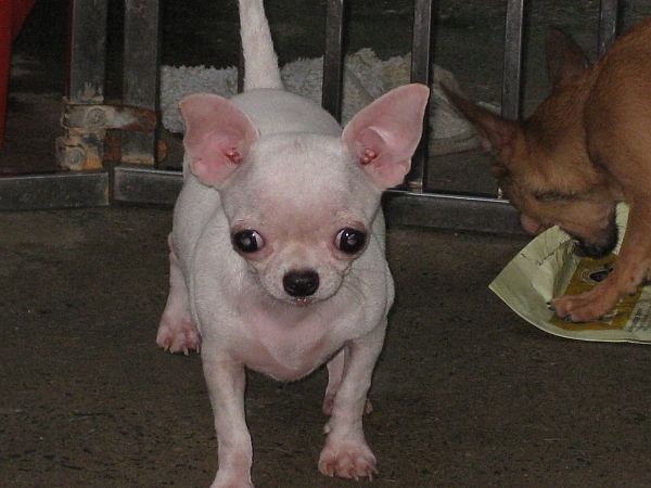 Cung cấp và phối giống Chihuahua. - 3