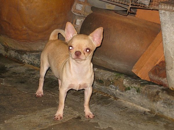 Cung cấp và phối giống Chihuahua. - 4