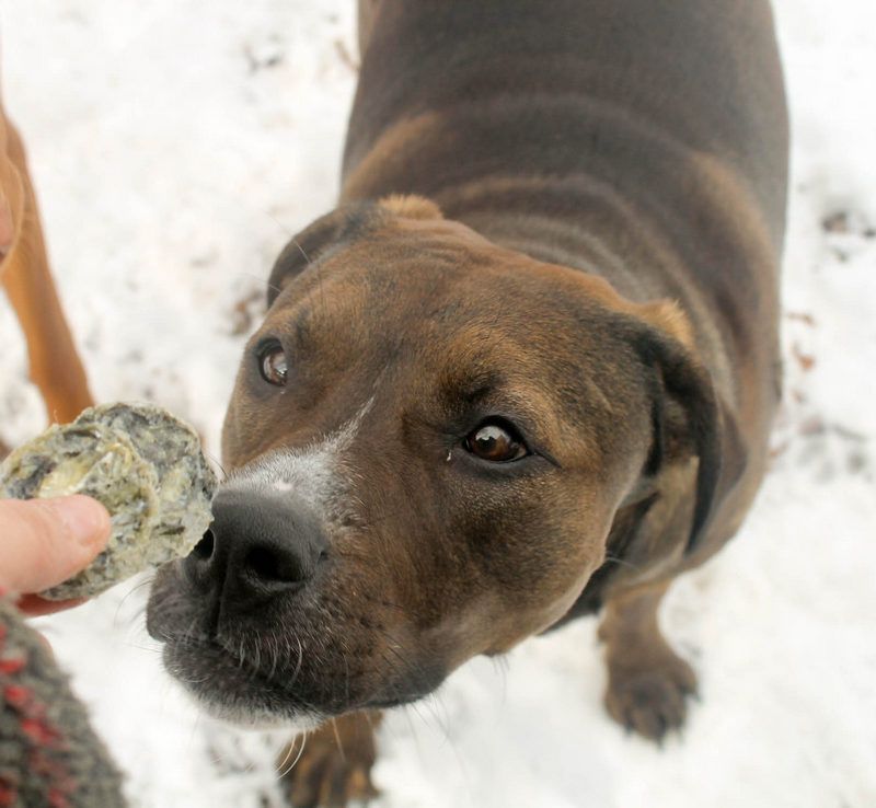 When you have a dog prone to allergies and skin sensitivities, single-ingredient dog chews and treats are your best friend's best friend! Check out our Icelandic+ Dog Chews review to find out why they're our top choice!