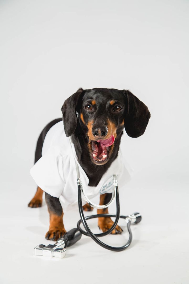 When it comes to fleas and ticks, No Bite Is Right! Find out how you can learn to prevent bites and follow Crusoe the Celebrity Dachshund as he tours across Canada 