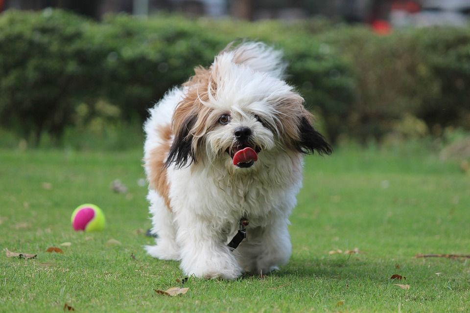 Long Haired Dog Breeds: Lhaso Apso