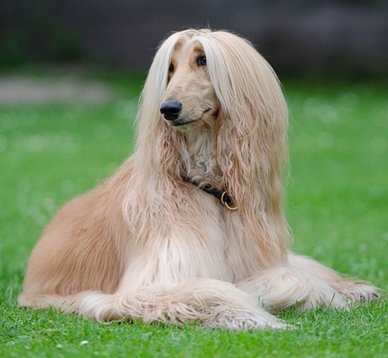 Long Haired Dog Breeds: Afghan Hound