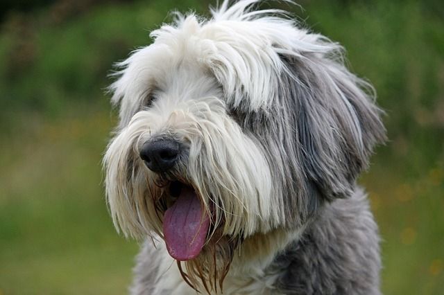 Long Haired Dog Breeds: Lovely Dogs with Lux Locks