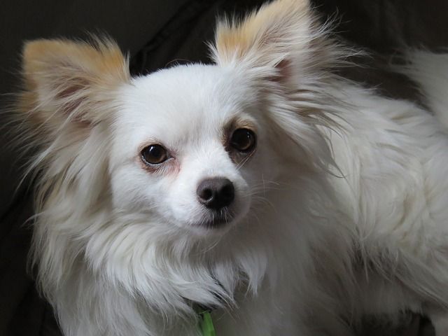 Long Haired Dog Breeds: Chihuahua