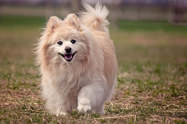 Long Haired Dog Breeds: Pomeranian