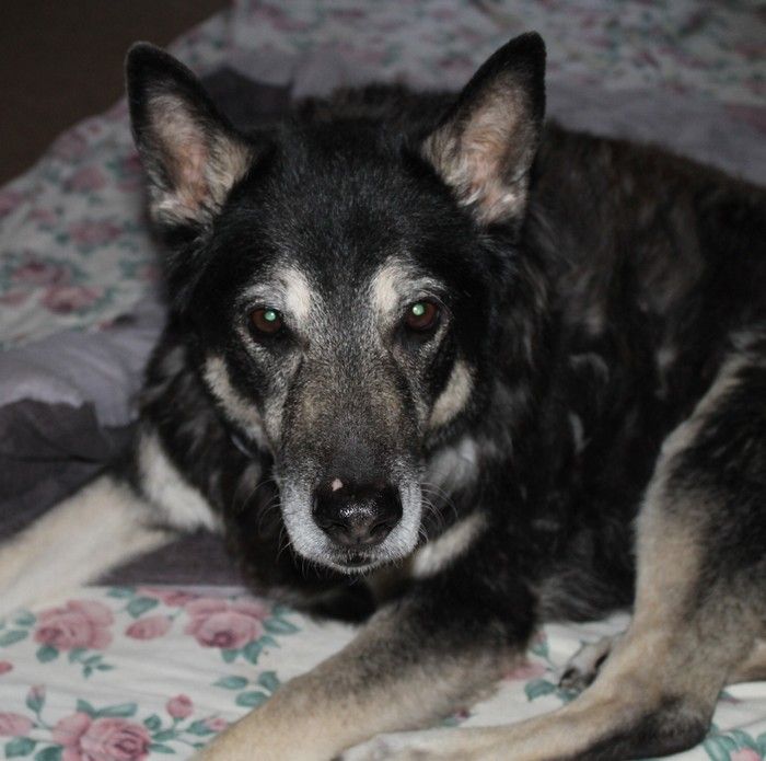 When your senior dog has a UTI, keep her comfortable and protect your carpets by putting down old sheets and blankets. 