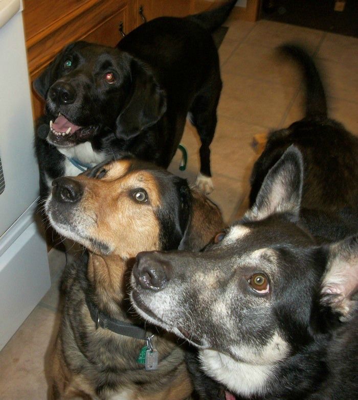 Keeping Your Dog Through Hard Financial Times: My Three Fur Kids!
