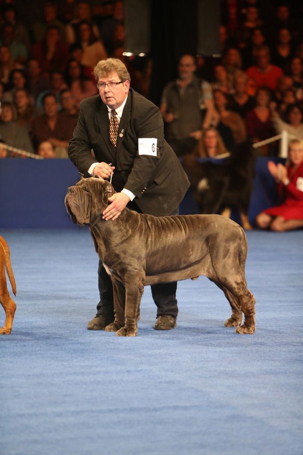Check out our 2015 National Dog Show recap to see which fine pooches placed in this fabulous celebration of our favorite furry friend! 